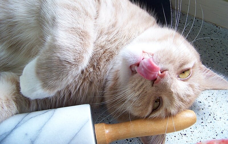 Ginger Cat Licking Nose