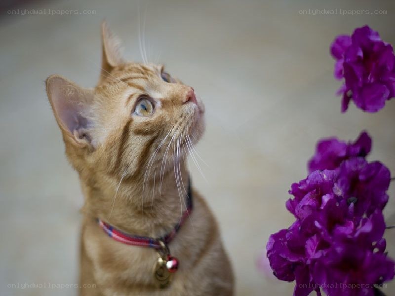 ginger cat looking at purple flowers