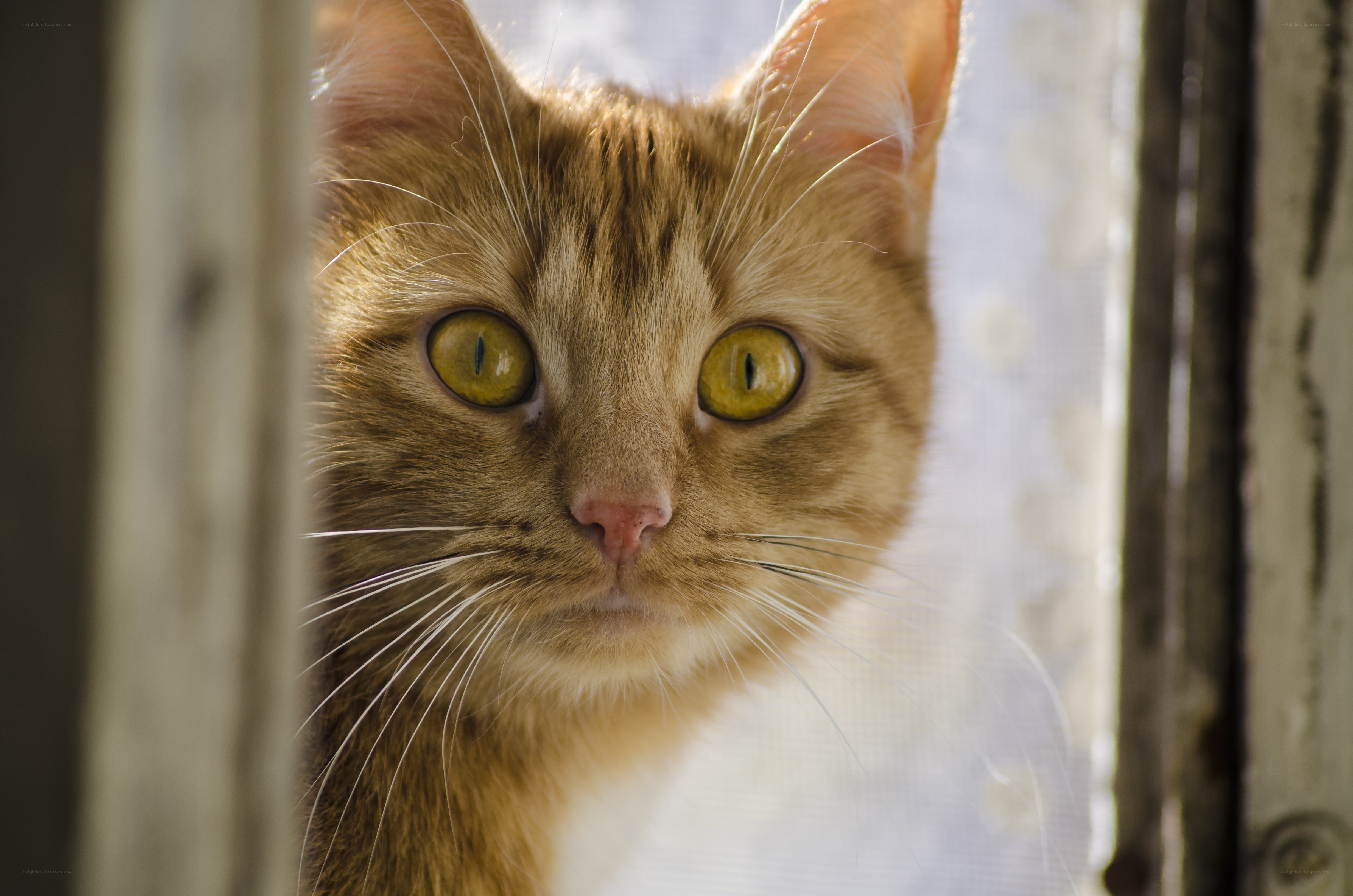 ginger cat looking through window