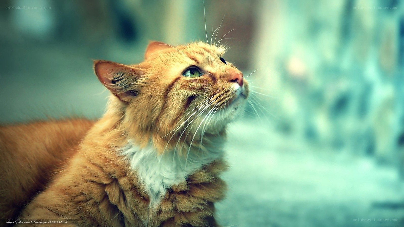 ginger cat looking up