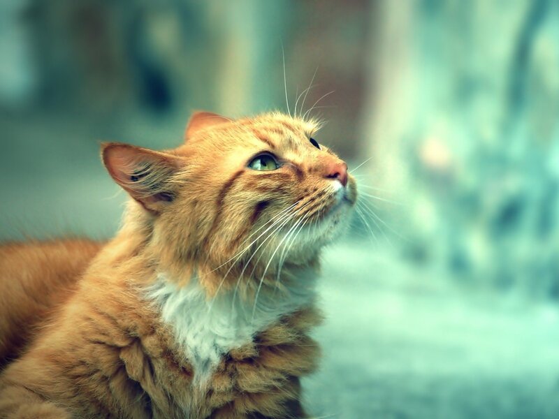 ginger cat looking up