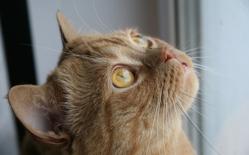 Ginger Cat Looking Up — Brown