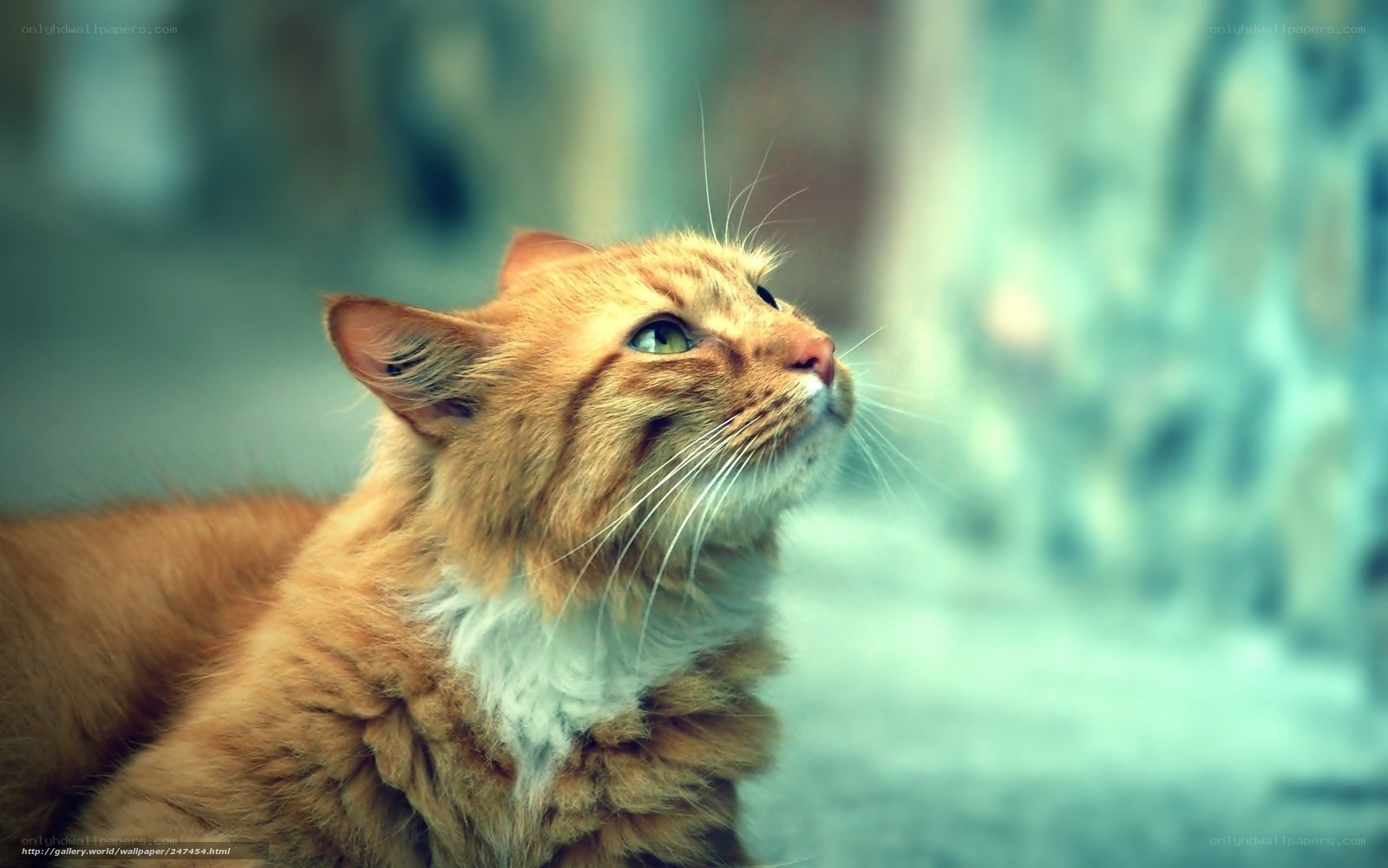 ginger cat looking up