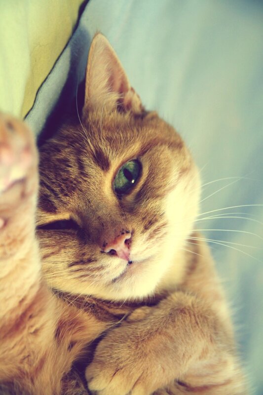 ginger cat lying down