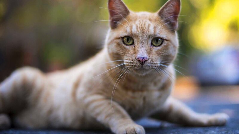 ginger cat lying down