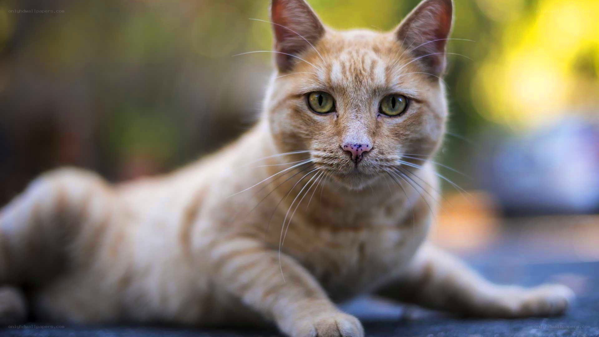 ginger cat lying down
