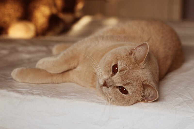 Ginger Cat Lying Down — Beige