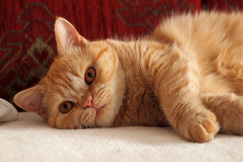 Ginger Cat Lying Down — Orange, Calm