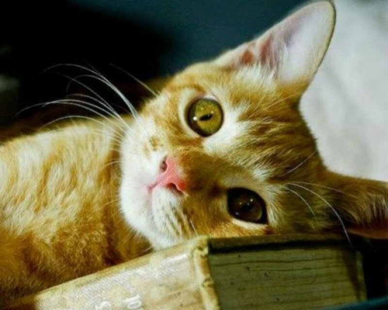 Ginger Cat Lying Down — Orange, Curious