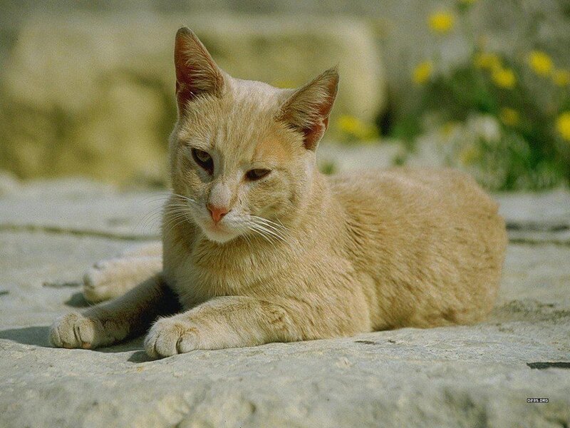 Ginger Cat Lying Down — Orange