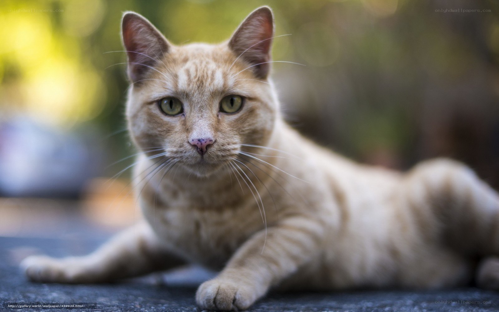 ginger cat lying down