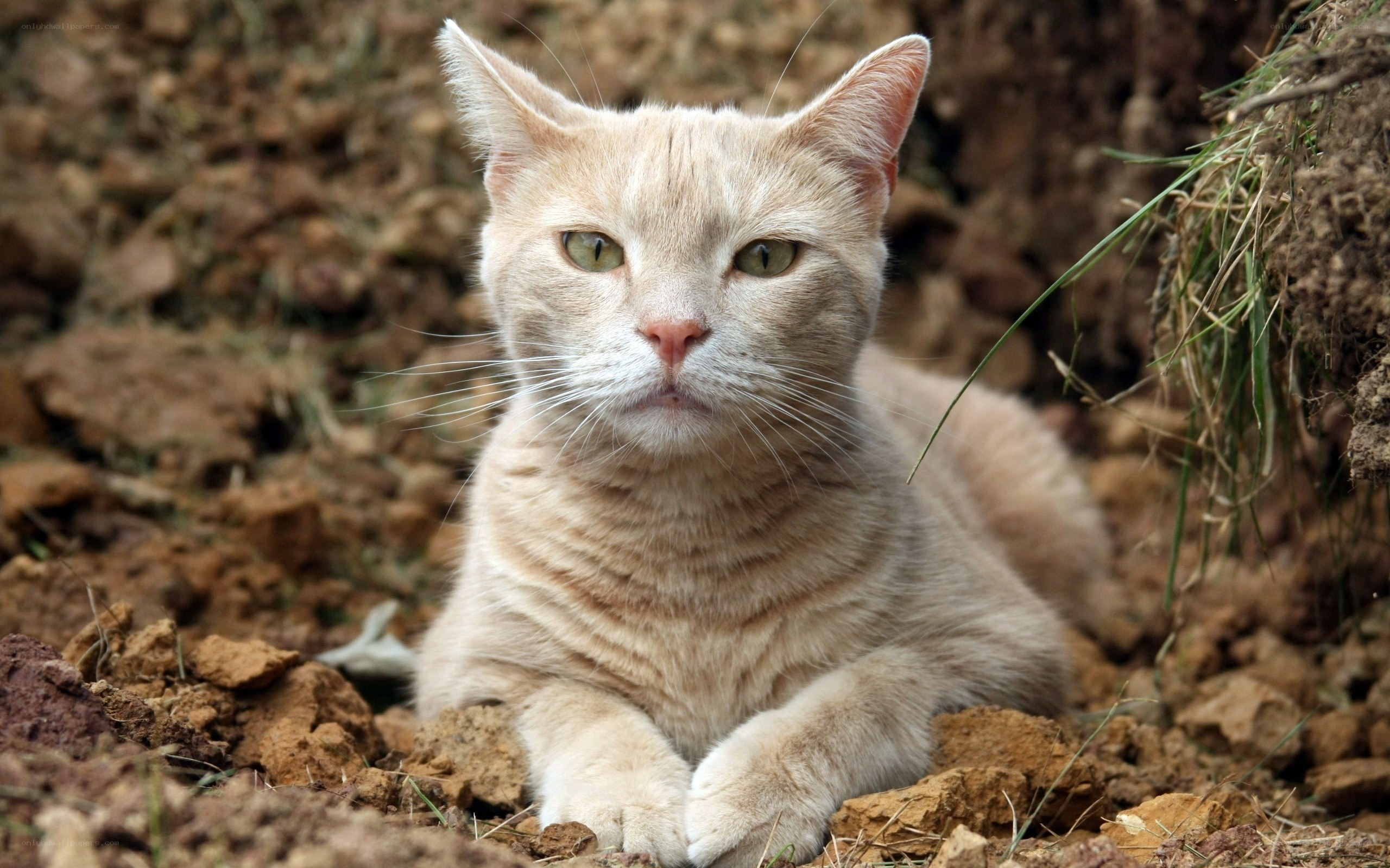ginger cat lying on dirt