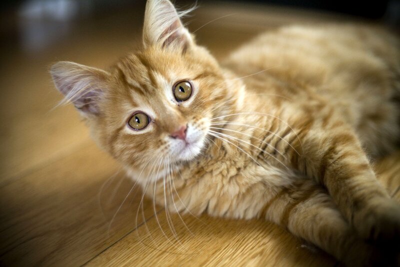 ginger cat lying on floor