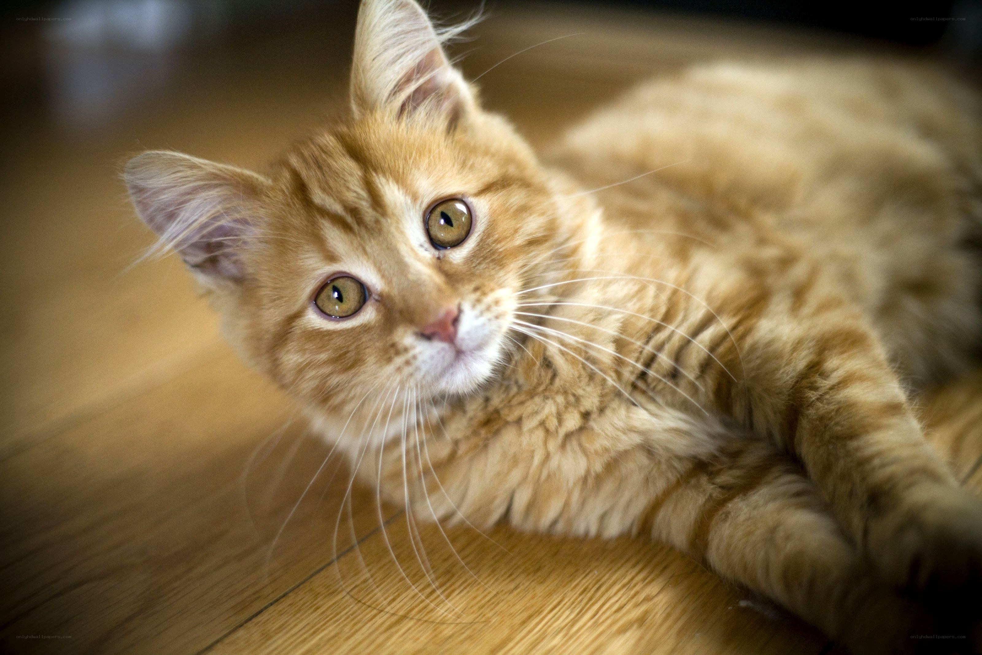 ginger cat lying on floor