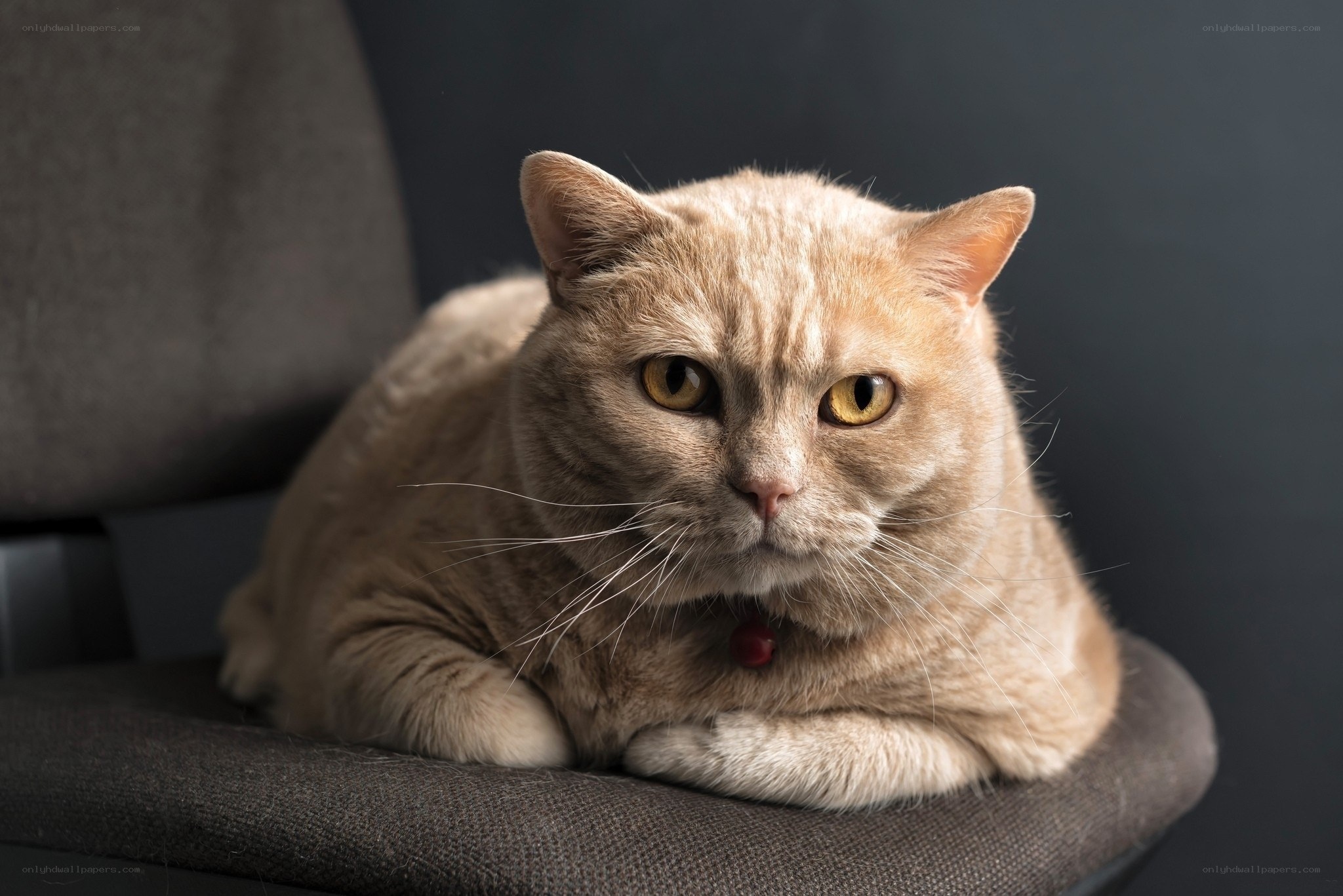 ginger cat on a chair