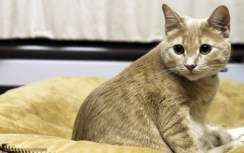 ginger cat on a cushion
