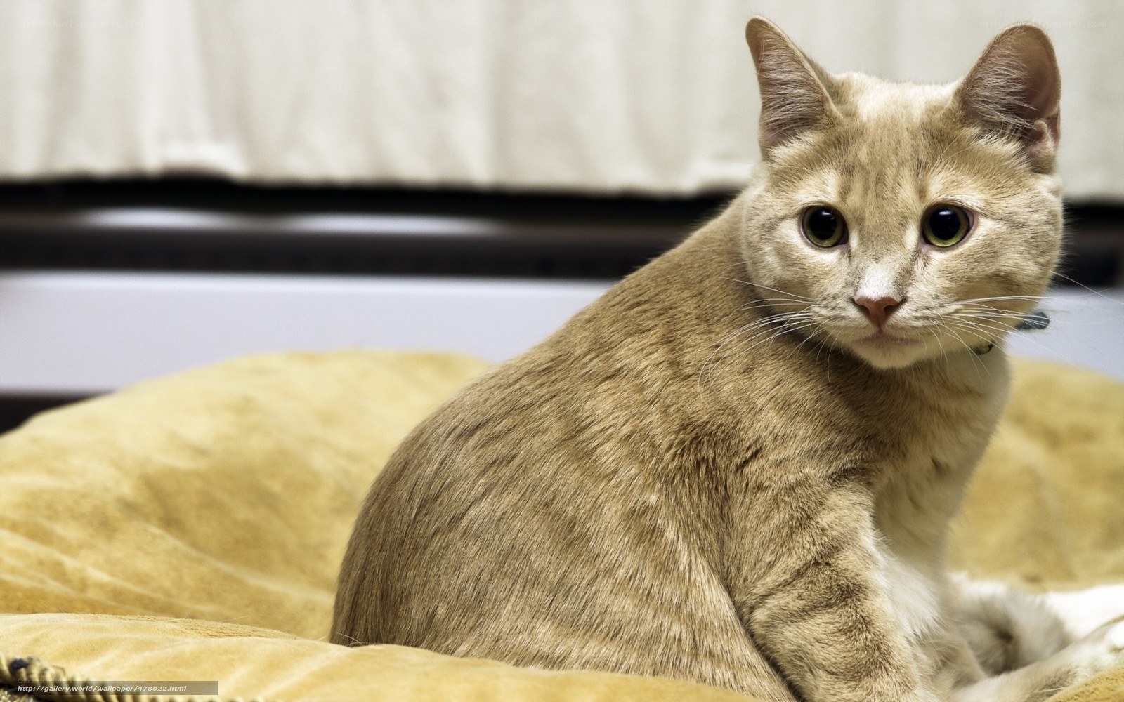 ginger cat on a cushion
