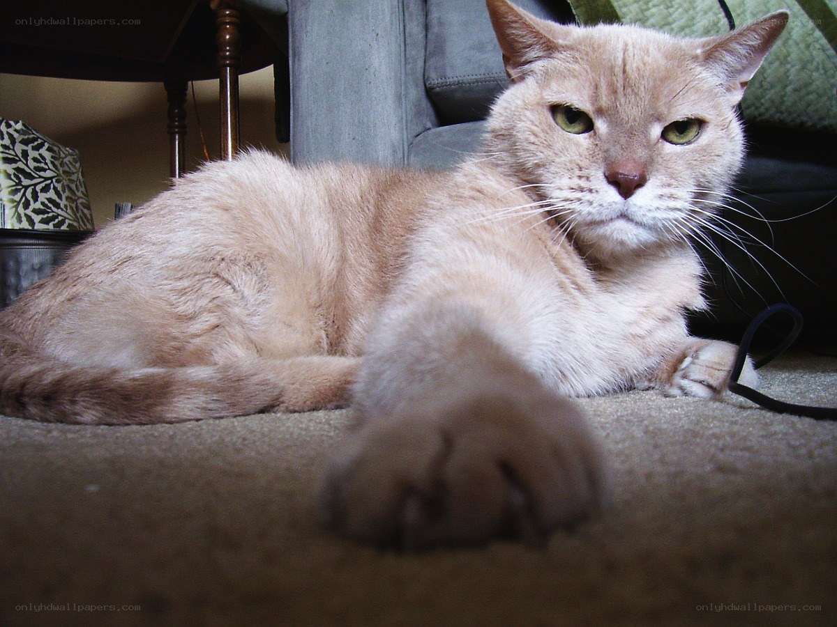 ginger cat on carpet