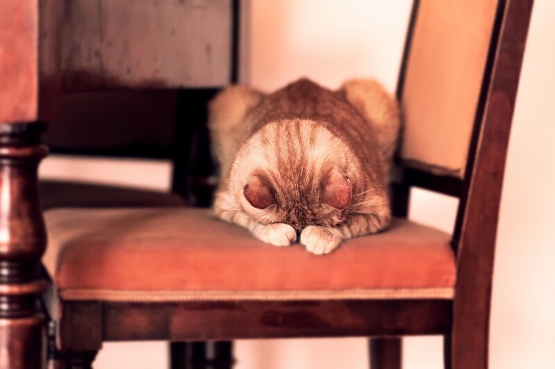 Ginger Cat on Chair — Brown, Calm, Photograph