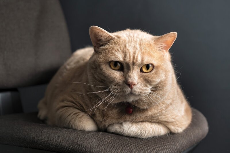 Ginger Cat on Chair — Brown, Calm