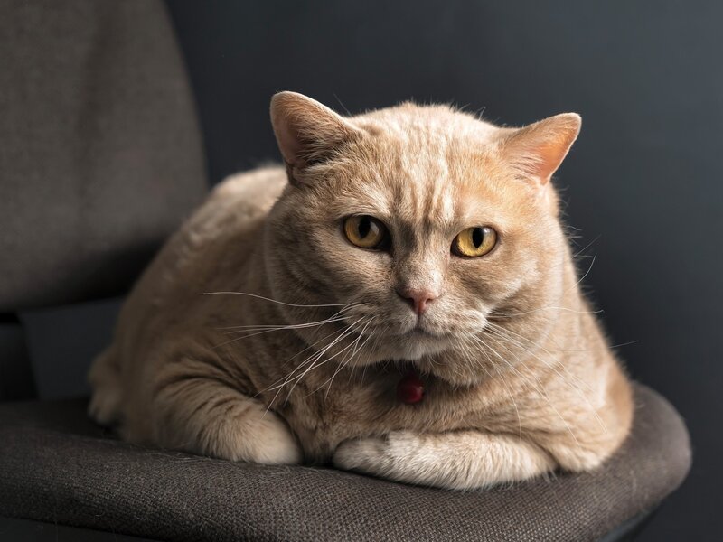 Ginger Cat on Chair