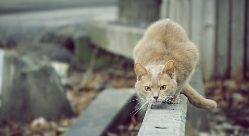 Ginger Cat on Concrete — Brown