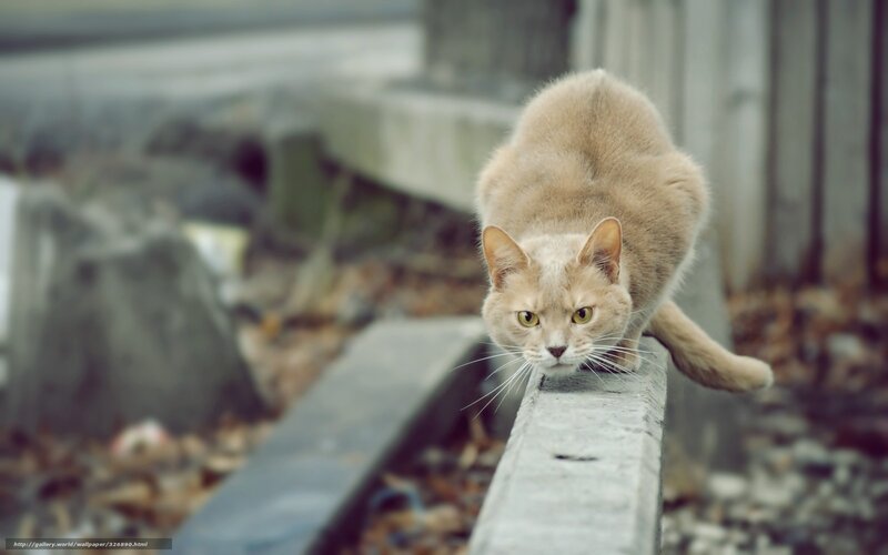 Ginger Cat on Concrete
