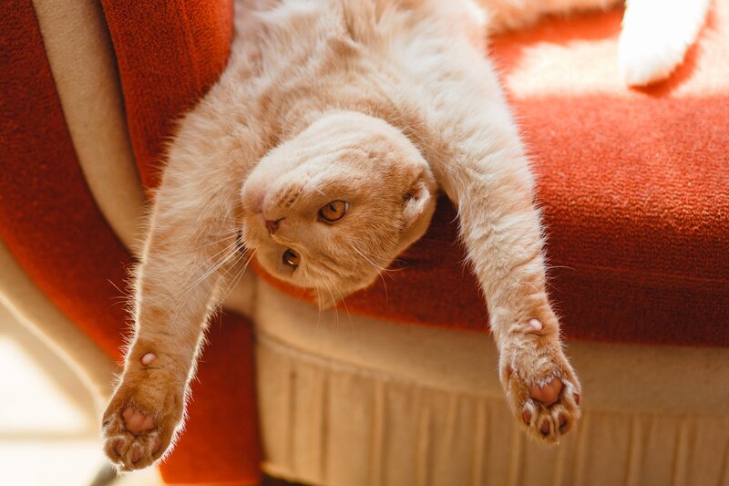 Ginger Cat on Couch