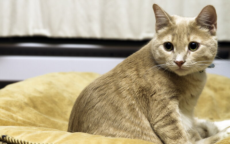 Ginger Cat on Cushion