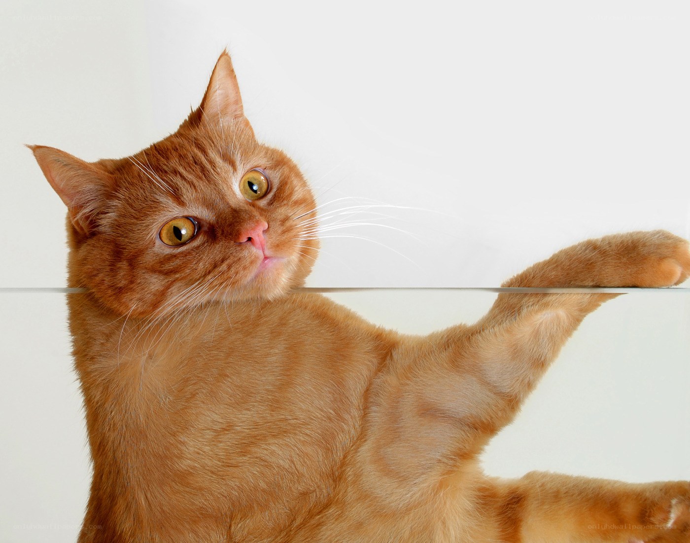 ginger cat on glass shelf