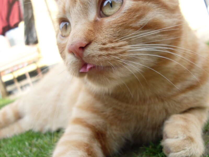 ginger cat on grass