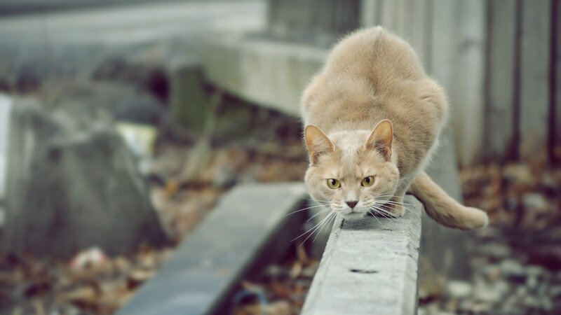 Ginger Cat on Ledge