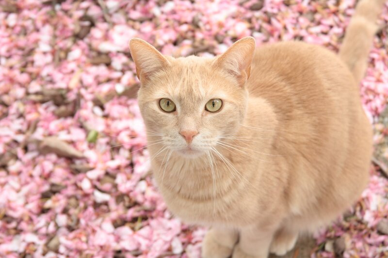 Ginger Cat on Petals — Orange