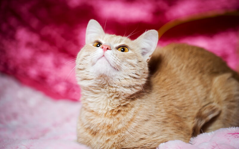 Ginger Cat on Pink Blanket