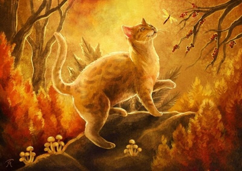 Ginger Cat on Rock