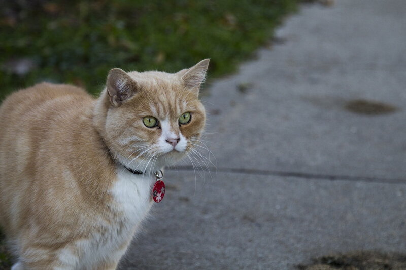 Ginger Cat on Sidewalk