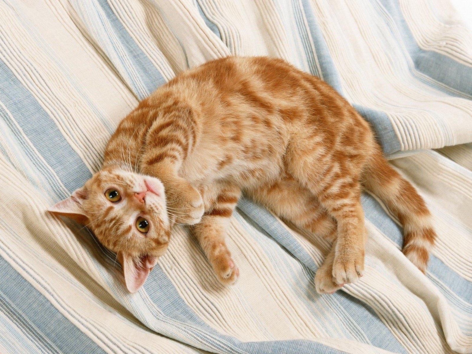 ginger cat on striped blanket