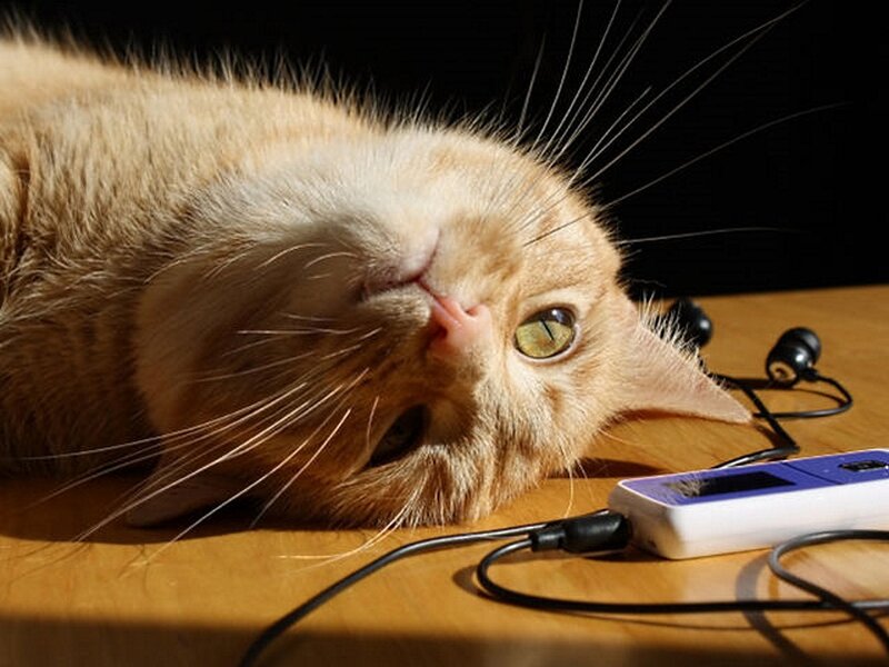 Ginger Cat on Table