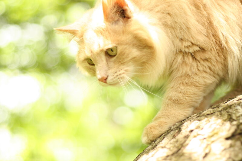 ginger cat on tree branch
