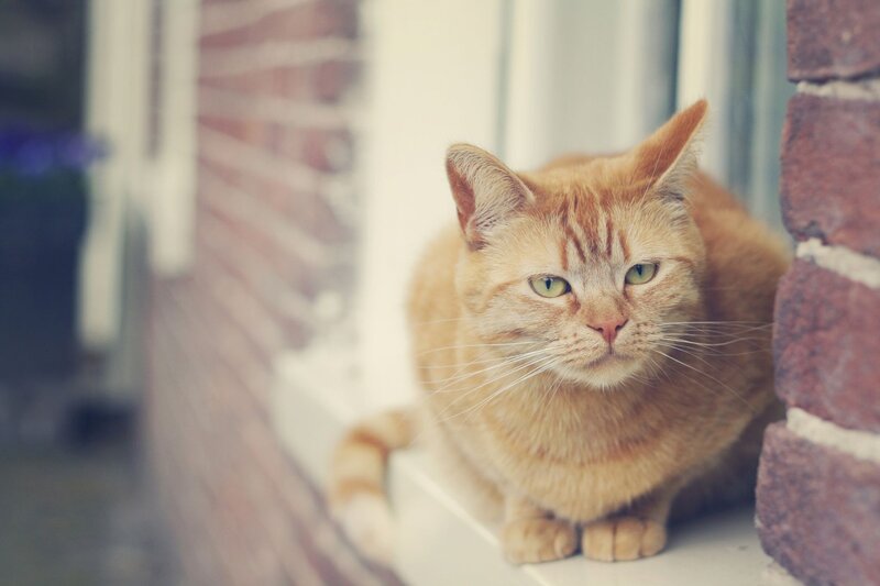 ginger cat on windowsill