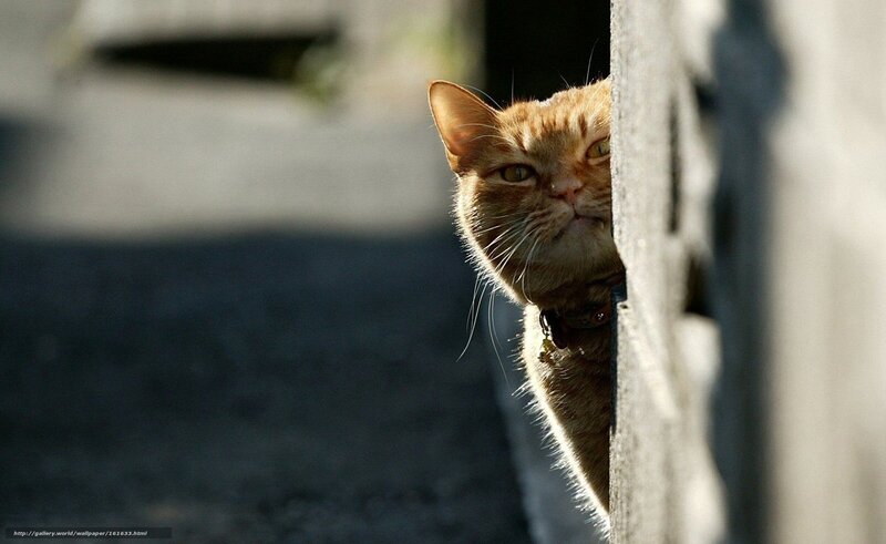 ginger cat peeking from behind