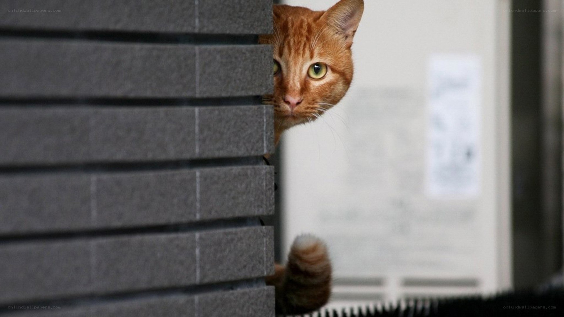ginger cat peeking from behind wall