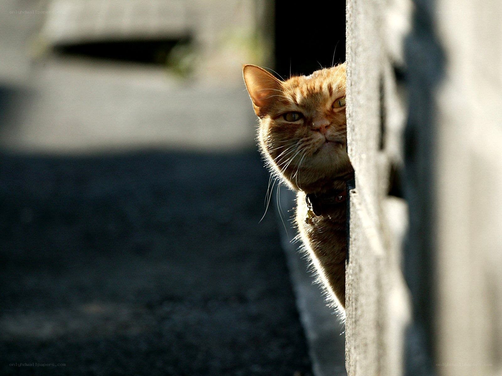 ginger cat peeking from behind wall