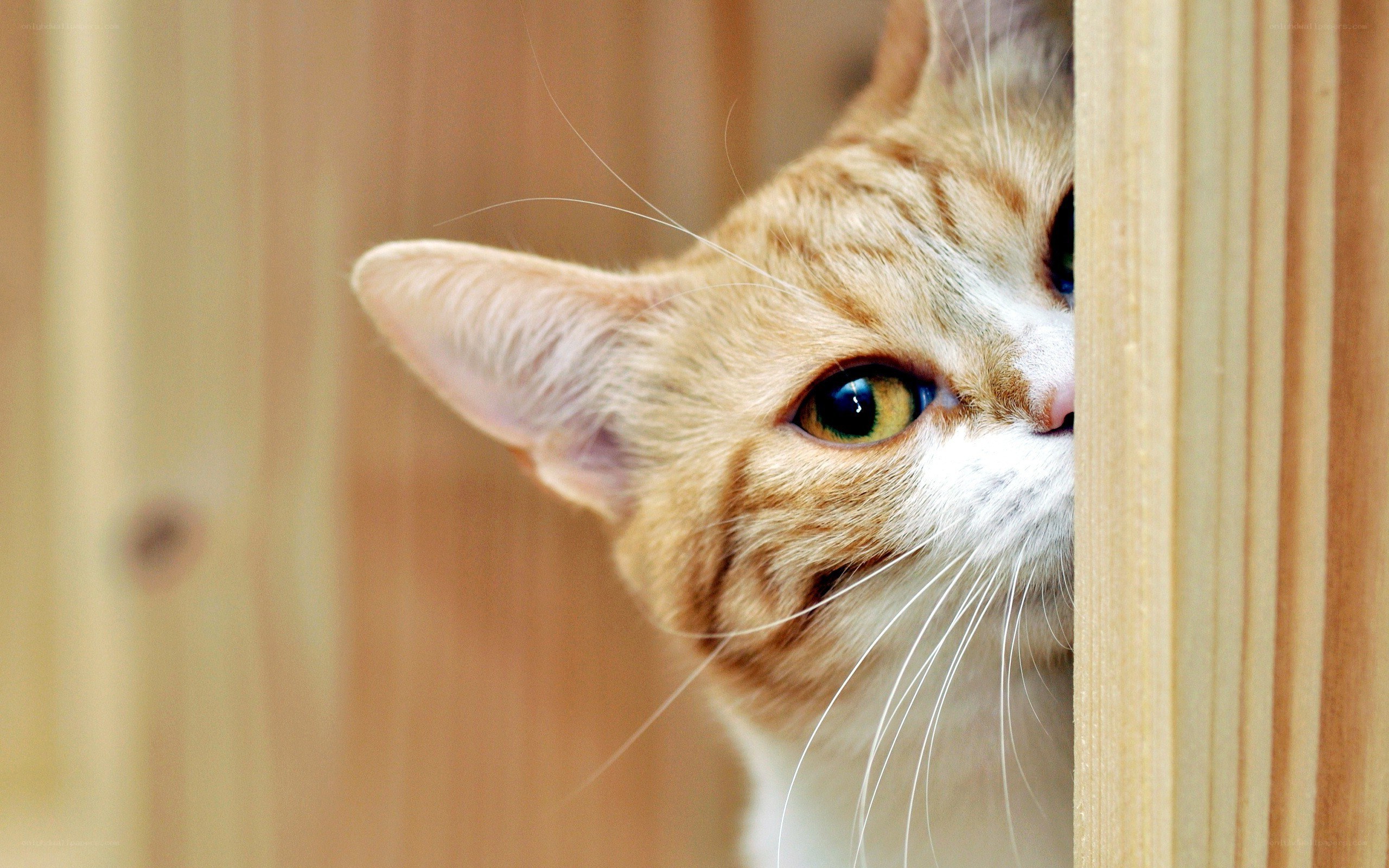 ginger cat peeking from behind wood