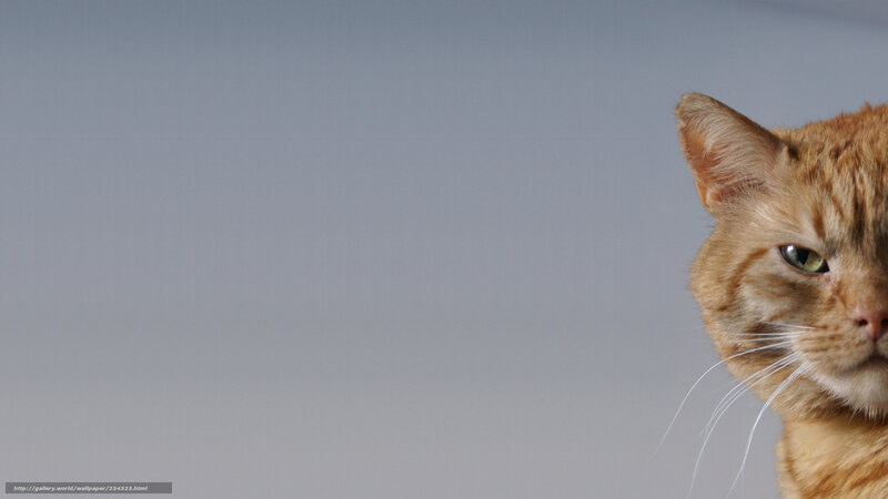 ginger cat peeking from right