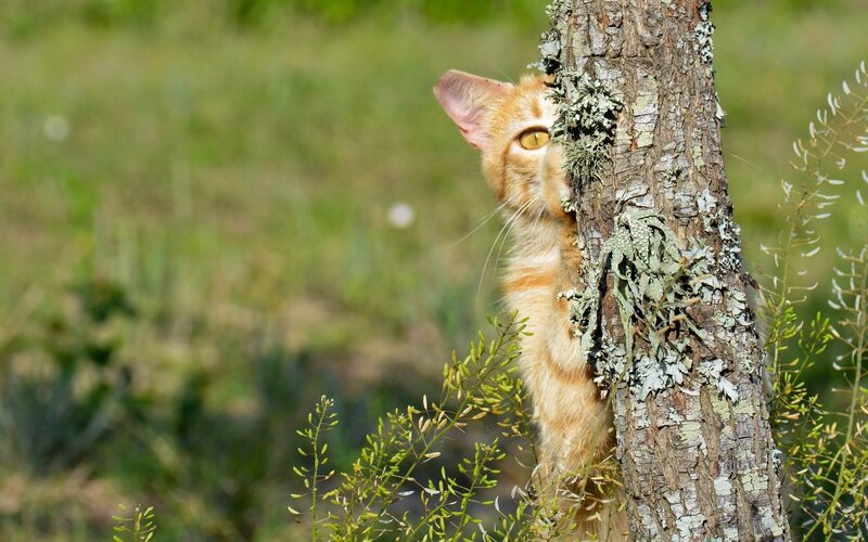Ginger Cat Peeking from Tree