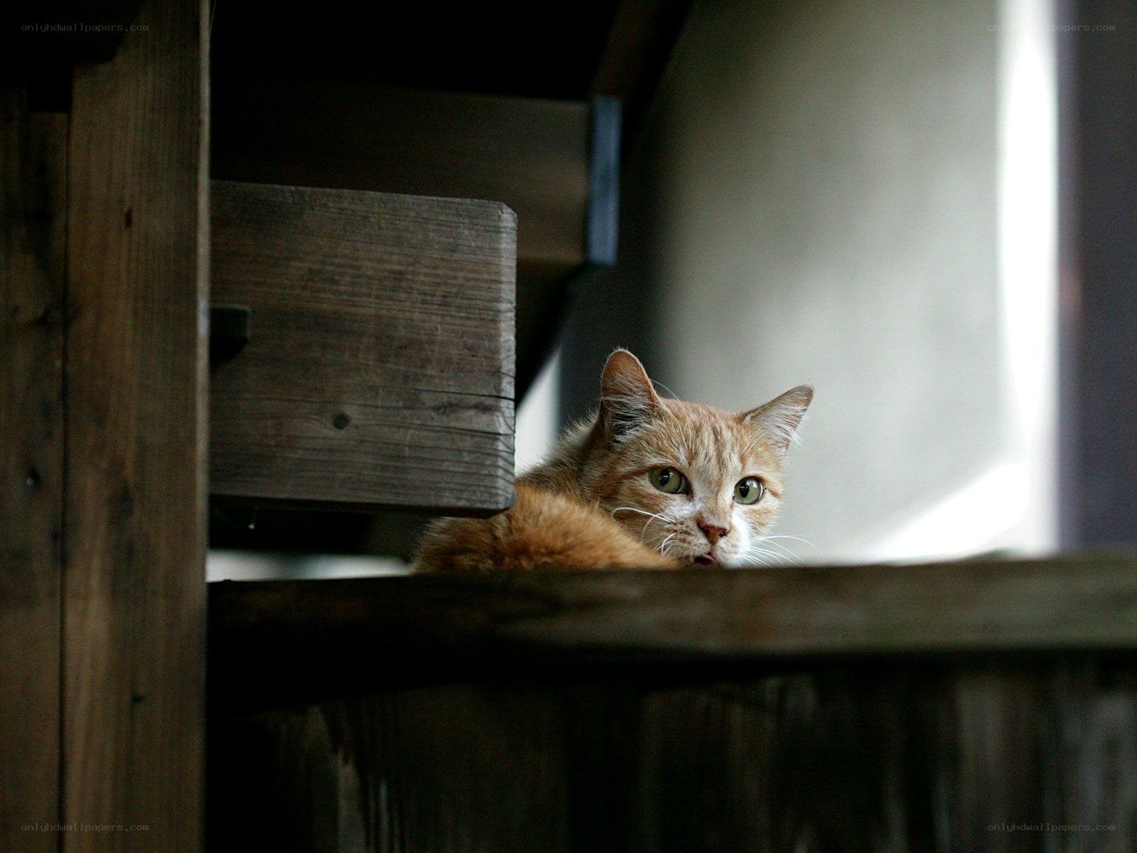 ginger cat peeking from wooden structure