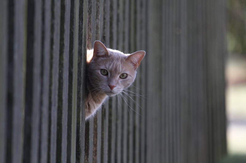 Ginger Cat Peeking — Gray, Curious