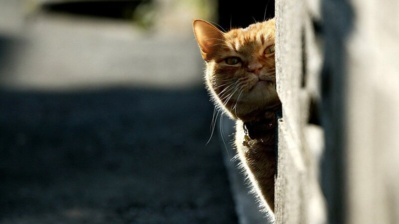 Ginger Cat Peeking — Orange, Curious, Afternoon