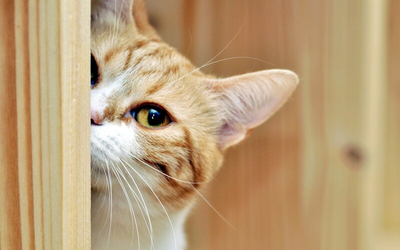 Ginger Cat Peeking — Orange, Curious, Photograph, Wooden Surface